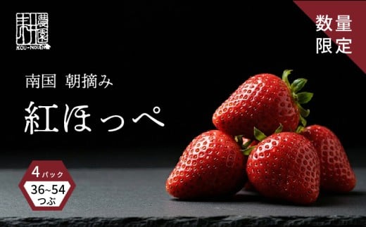 先行予約 いちご 紅ほっぺ 贈答品 2箱（4パック：36～54粒） 2026年1月発送開始 | 高級 厳選 こだわり 贅沢 贈り物 ギフト プレゼント 限定 お取り寄せ 苺 いちご 果物 くだもの フルーツ 人気 旬 甘い 大粒 高糖度 産地直送 期間限定 高知県 南国市