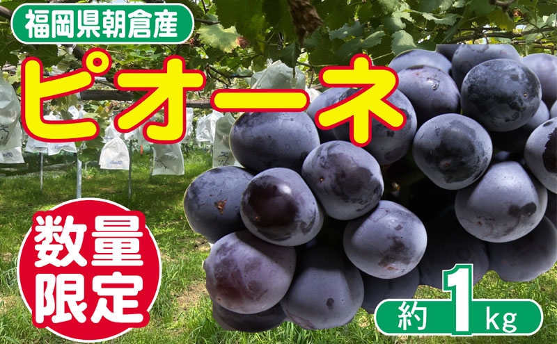 
            【朝倉市制施行20周年記念企画】 ２０２６年先行予約　葡萄 ピオーネ 1～3房 約1kg 数量限定 ゆう美果樹園 ※配送不可：離島
          