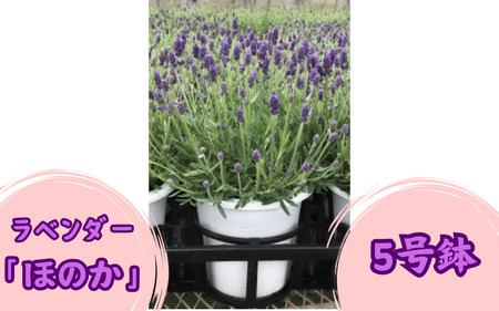 ラベンダー「ほのか」5号鉢　※2026年5月中旬頃より順次発送【wakuyaengei001】