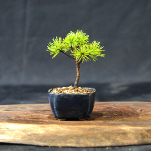 赤石の泉 赤石五葉松（鉢植え） F-153