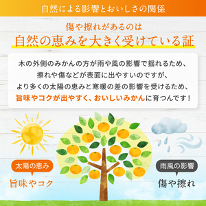 こだわり栽培 訳あり みかん 約 10kg iFARM 岩城農園 | フルーツ 果物 みかん みかん みかん みかん みかん みかん みかん みかん みかん みかん みかん みかん みかん みかん み