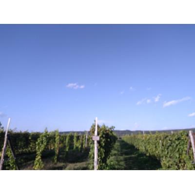 ふるさと納税 上富良野町 【野生酵母】混醸仕込みの赤ワイン&辛口白ワイン 多田ワイナリー |  | 03