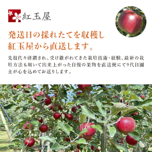【2025年9～10月発送 先行予約】長野市産　紅玉　約4キロ 果物類 林檎 りんご リンゴ 約4kg フルーツ 