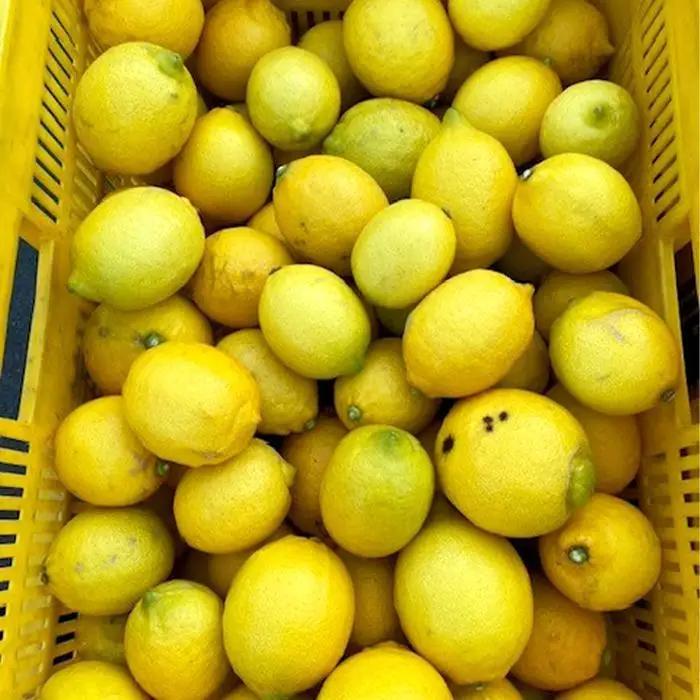 ［2027年1月中旬より順次発送］和歌山県産　レモン　約10kg　家庭用（サイズ混合）［まごころ手選別］［US3］