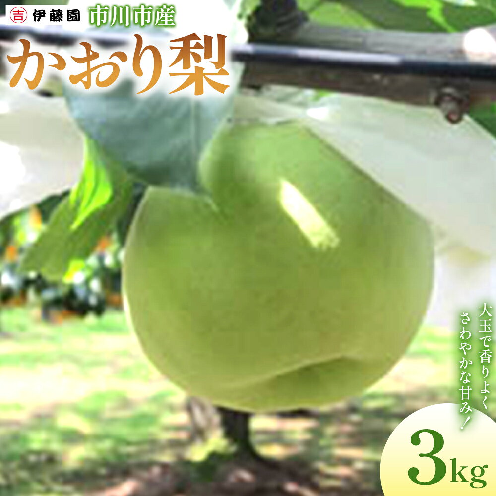 【ふるさと納税】市川の梨　かおり　6玉～8玉　【12203-0458】 なし ナシ 市川のなし 果物 くだもの フルーツ 市川市 梨の伊藤園