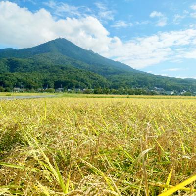 ふるさと納税 土浦市 【令和6年産】 精米 ミルキークイーン 5kg 茨城県産 順次発送 冷めても美味しいお米 |  | 03