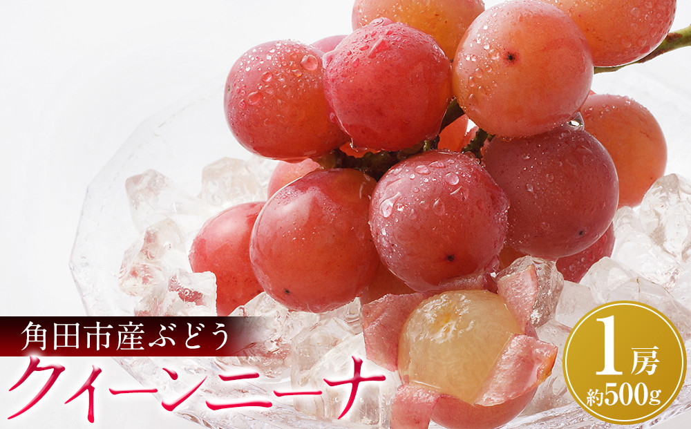 【先行予約】角田市産ぶどう【クイーンニーナ】1房（約500g）【2026年9月末より順次発送】