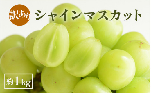 【先行予約】【訳あり】シャインマスカット 約1kg 【2026年8月中旬以降順次発送予定】【わけあり ワケアリ マスカット ブドウ ぶどう 葡萄 果物 くだもの フルーツ 果実】 [B-3219]
