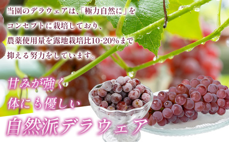 【鳥海 CHOKAI】蔵王ナチュールデラウェア 山形のデラウエア TAKUMI ORCHARD 99% ご家庭 M以上房サイズ混合 約2kg 山形 山形県 山形市 フルーツ 果物 くだもの 送料無料 