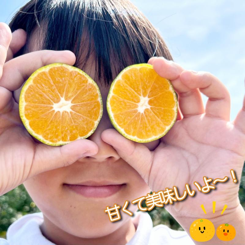 【2026年10月20から発送】 みかん 秀品 温州みかん 5kg ミカン 蜜柑 甘い フルーツ 柑橘 ジュース 小松島市 5kg オススメ 人気 ふるさと納税