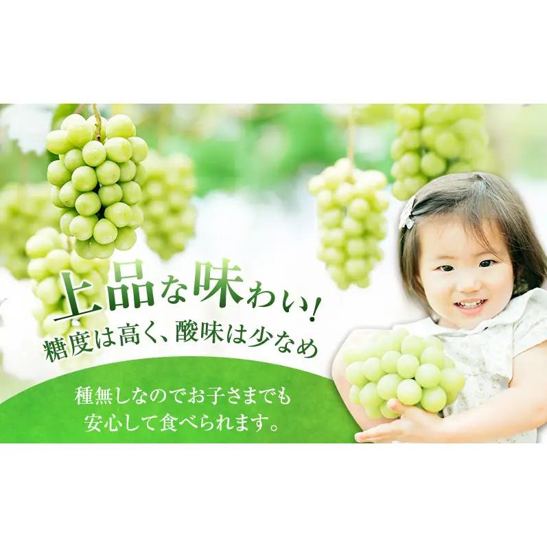 ぶどう 2026年 先行予約 プレミアム シャインマスカット 1房（700g以上) 岡山県産 シャインマスカット