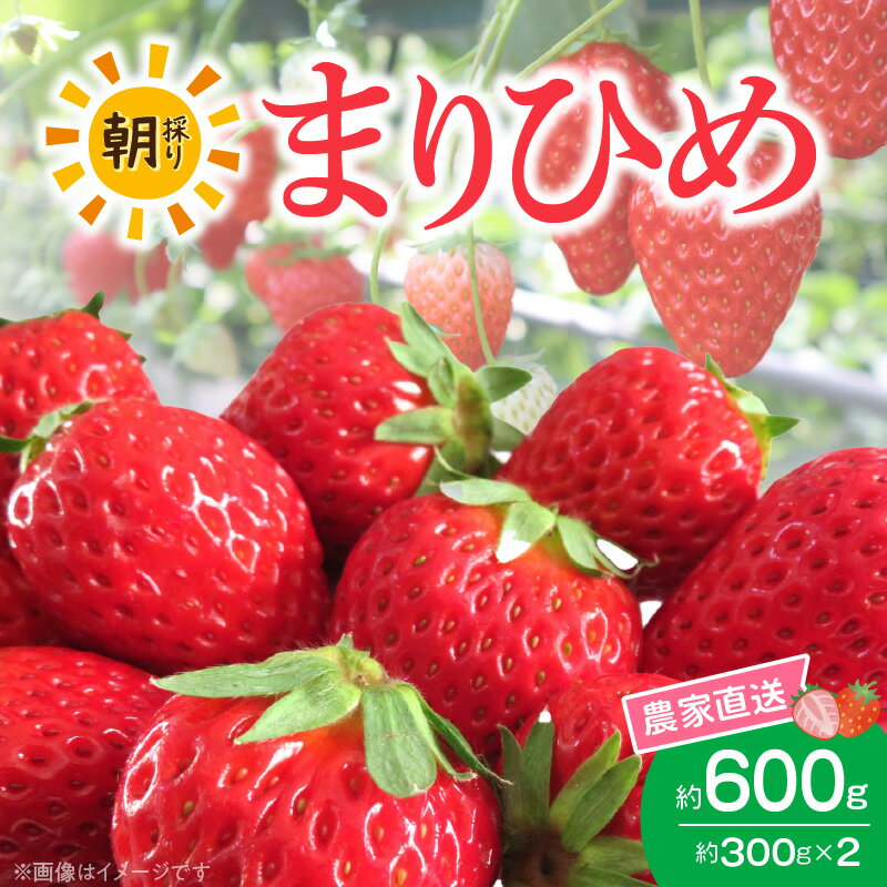 【ふるさと納税】【2026年先行予約】高評価★4.67 朝摘み 完熟 まりひめ いちご 約300g×2パック (合計約600g)