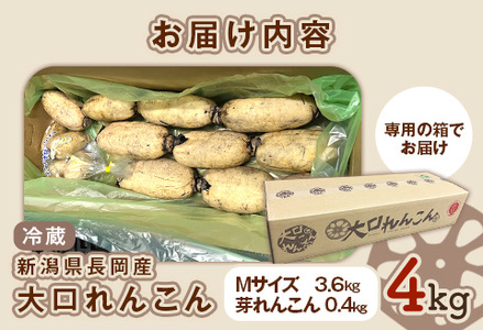 75T-04【大口れんこん】新潟県長岡産レンコン4kg（3.6kg+芽れんこん0.4kg）