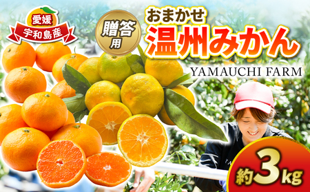 みかん 贈答用 おまかせ 温州みかん 3kg YAMAUCHI FARM 愛媛みかん 極早生 早生 南柑20号 愛媛蜜柑 愛媛ミカン うんしゅう 玉津 みかん mikan 先行予約 果物 フルーツ 柑橘 濃厚 甘い 甘味 蜜柑 産地直送 農家直送 数量限定 国産 愛媛 宇和島 B010-084003