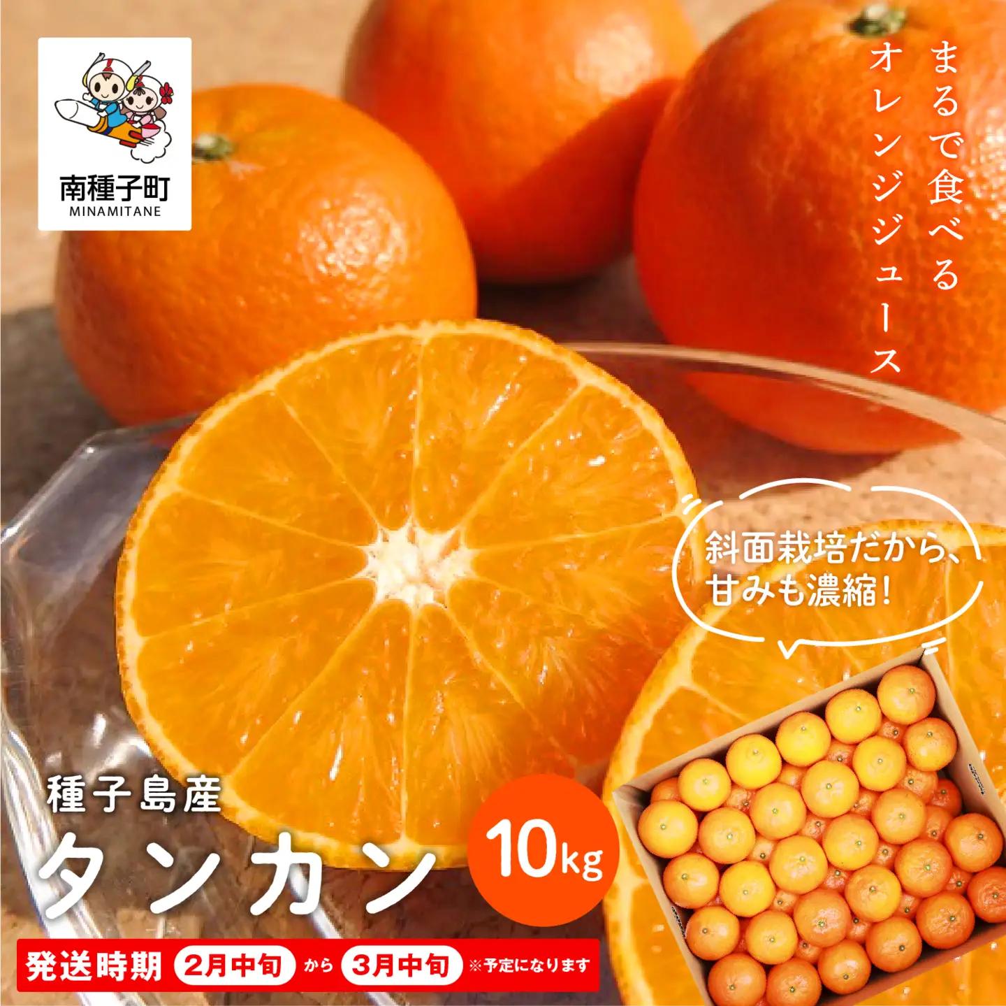 《 先行予約 》種子島産 タンカン 約10kg （約60玉）【2月中旬～3月中旬頃順次発送】【南種子町果樹部会】