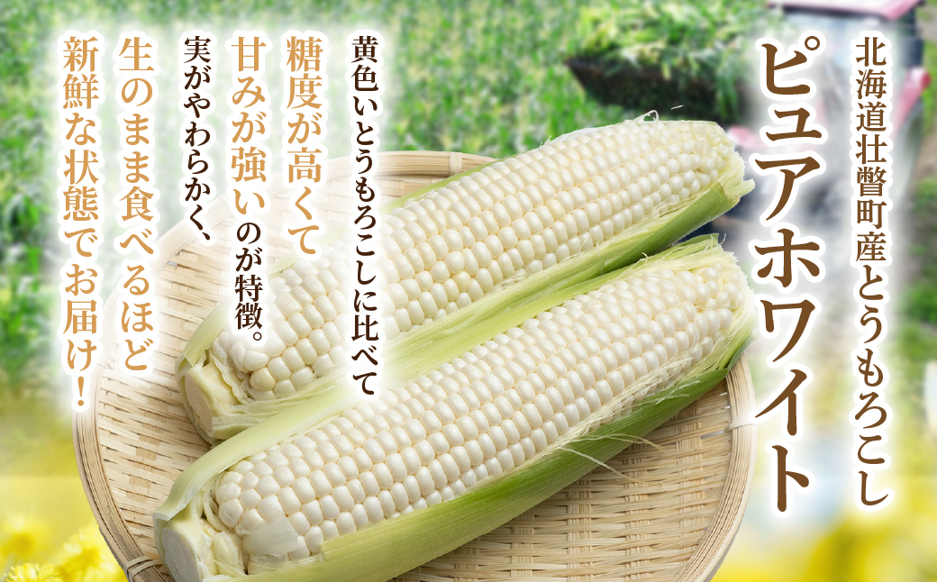 ＜2026年8月中旬よりお届け＞【朝採り】北海道壮瞥町 ホワイトコーン「ピュアホワイト」Lサイズ以上12本(約5kg) SBTQ003