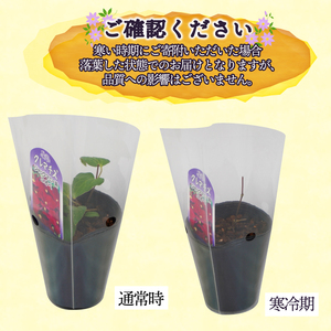 花苗 クレマチス 苗 6鉢 ミックス ガーデニング 寄せ植え 花苗