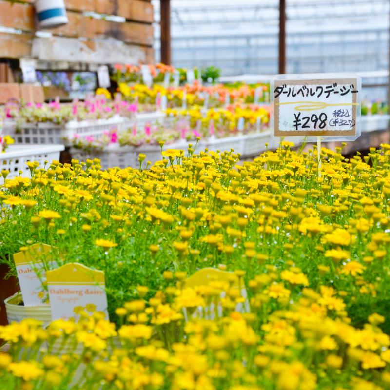 季節のおすすめ花苗