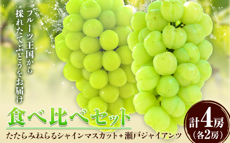 【先行予約】食べ比べセット たたらみねらる シャインマスカット 瀬戸ジャイアンツ 各2房 2.6kg以上《2026年8月下旬-10月下旬頃出荷予定》岡山県 笠岡市 マスカット ぶどう ブドウ 葡萄 フルーツ 果物 たたらみねらる 食べ比べ セット---4-13a---