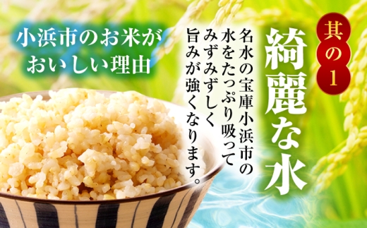【12月発送】 福井県産 コシヒカリ 玄米 10kg 一等級 /甘みと粘りが自慢 王道米 こしひかり 小浜市 / 若狭ふれいあい市場 [BFEL013]