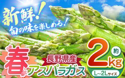 *【2025年先行予約】春 アスパラガス 約2kg 農家直送 ハウス栽培（路地栽培あり）｜野菜 やさい ヤサイ 根物 ねもの ネモノ アスパラ あすぱら アスパラガス あすぱらがす 春 旬 出荷 長野県 木島平村 ハウス 栽培 農家 直送