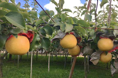 【2025年先行予約】新潟県産和梨 新興 約5kg《11月上旬～順次発送》しんこう
