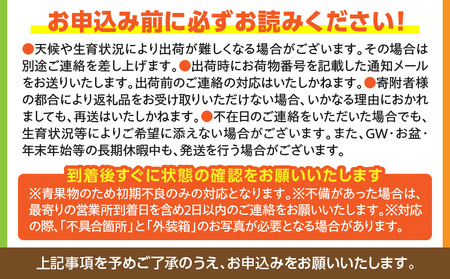 フルーツ イチゴ フルーツ[《2027年発送先行予約》 4パック 宮崎県産]