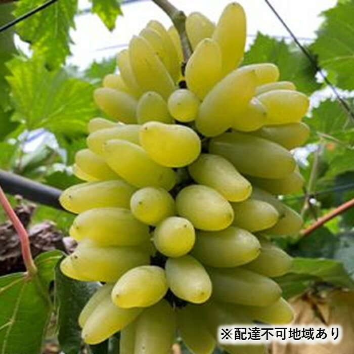 【ふるさと納税】【内容量が選べる】ぶどう 2026年 ゴールド フィンガー 1～3房（約0.8kg）から6～10房（約3.5kg） | フルーツ 果物 くだもの 食品 人気 おすすめ 送料無料