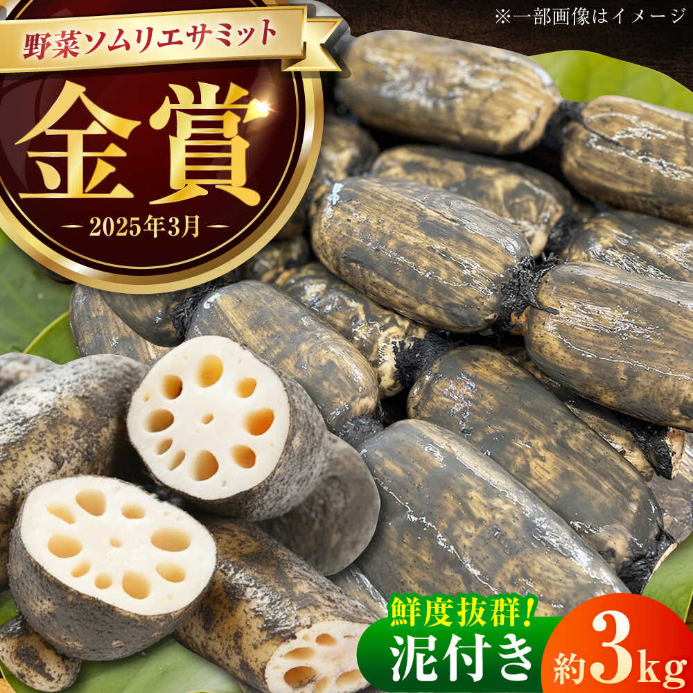 【ふるさと納税】【2026年10月下旬以降順次発送】【金賞受賞！】泥付き 松尾青果のこだわり白石れんこん 約3kg / れんこん 蓮根 レンコン 野菜 根菜 / 佐賀県 / 松尾青果[41ASAB002]