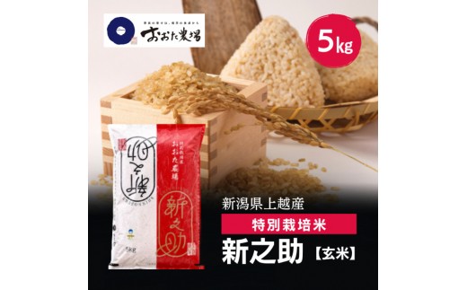 令和8年産 新潟県上越産 特別栽培米 新之助  5kg 5キロ 【玄米】 従来品種 こしひかり 新米 おおた農場 上越市