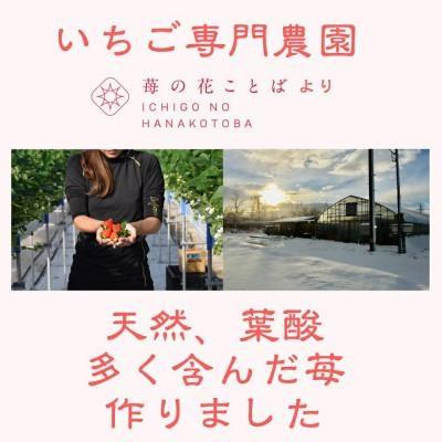 定期便 3回【3～5月発送】雪国完熟いちご越後姫 170g×2全3回 