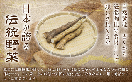 先行予約 福井県坂井市産 自然薯 1kg (2～3本) 2026年12月中旬以降順次発送予定 野菜 健康 山芋 とろろ [A-22202]