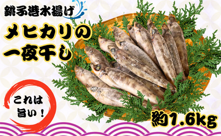 メヒカリ一夜干し 60尾 約1.6kg 銚子港水揚げ 冷凍 めひかり メヒカリ 目光 バラ凍結 無添加 干物 白身魚 焼魚 名物 一夜干し 天ぷら 唐揚げ 海鮮 新鮮 グルメ お取り寄せ 贈り物 人気 おかず おつまみ 酒の肴 朝食 夕食 千葉県 銚子市 シバショウ 目光 ﾒﾋｶﾘ 干物 ひもの 目光 ﾒﾋｶﾘ 干物 ひもの 目光 ﾒﾋｶﾘ 干物 ひもの 目光 ﾒﾋｶﾘ 干物 ひもの 目光 ﾒﾋｶﾘ 干物 ひもの 目光 ﾒﾋｶﾘ 干物 ひもの 目光 ﾒﾋｶﾘ 干物 ひもの 目光 ﾒﾋｶﾘ 干物 ひもの 目光