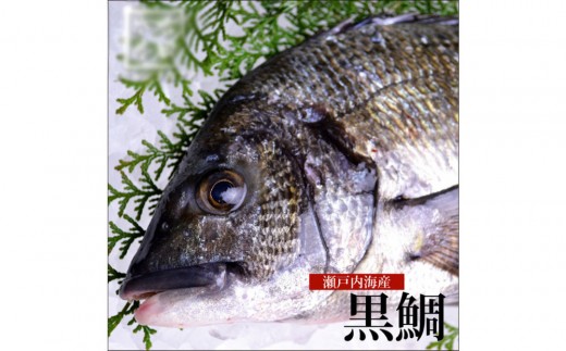 
                  【処理方法選択可】黒鯛 1尾（約1ｋg）ちぬ チヌ 刺身
                
