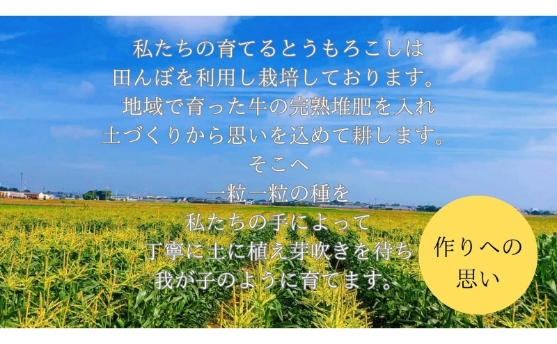 【先行予約】 極めて甘い白いとうもろこし 6月中旬より発送 おすすめ コーン トウモロコシ 採れたて 新鮮 健康 ヘルシー 人気 厳選 袋井市