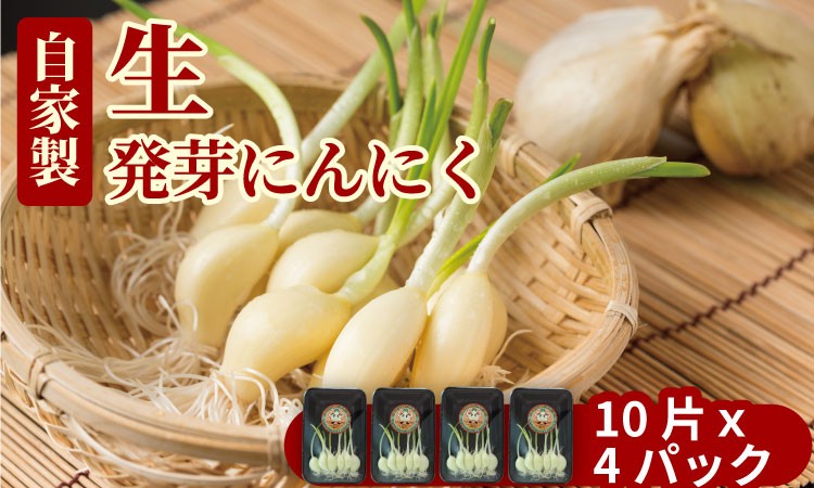 
            水耕栽培ニンニクセット（4パック）臭いが気にならない！
          