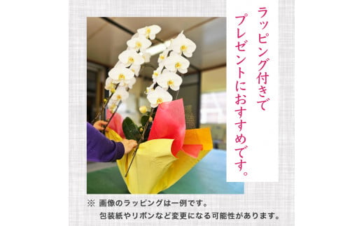 指定日配達 胡蝶蘭 5本立て 紅白 花 はな お花 日付指定 記念日 お祝い プレゼント ギフト 贈答 贈り物 選べる カラー ラッピング 鉢花 鉢植え 洋蘭 洋ラン 冠婚葬祭 蘭 らん 新築祝い 豪