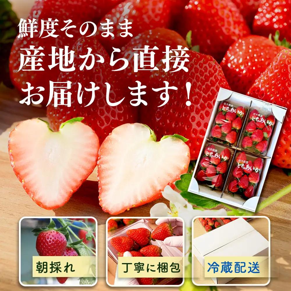 【先行予約】出会いの森いちご園 とちあいか （290g×2パック） | いちご イチゴ 苺 栃木県 果物 くだもの フルーツ とちあいか 新鮮 贈答 ギフト デザート スイーツ ※2026年12月～発