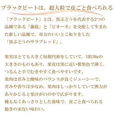 【先行受付】岡山県産　ブラックビート 1.5kg(3房～6房)【配送不可地域：離島・北海道・沖縄県】
