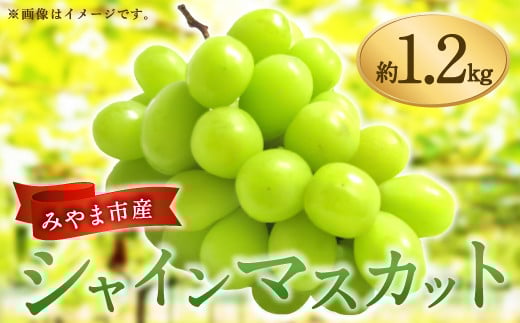
            A8 【2025年9月上旬から順次発送予定】シャインマスカット 約1.2kg マスカット ぶどう 葡萄
          