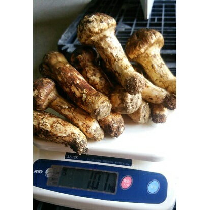 【ふるさと納税】小諸市収穫　松茸　約1kg（8～15本） 野菜 きのこ マツタケ 　お届け：2025年8月下旬～11月上旬