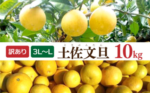 【先行予約】土佐文旦 文旦 訳あり 大玉入り 10kg 10キロ 3L～L 〈2027年2月～発送〉ぶんたん  フルーツ  みかん 果物  柑橘類  家庭用  お取り寄せ 国産【松岡ぶんたん園】