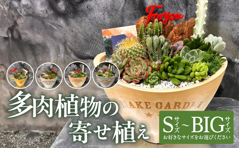 
【サイズが選べる】多肉植物の寄せ植え_M238-008-SKU
