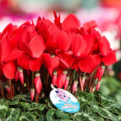 ふるさと納税 南相馬市 【2026年 先行予約】シクラメン 色おまかせ 6号 | 花ギフト プレゼント 花苗 鉢植 根本園芸 |  | 02