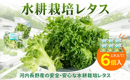 レタス 6個 ｜ 水耕栽培 河内長野産 フリルレタス 種類 栽培 菜 茎 サラダ 副菜 おつまみ フレアベル フリルアイス セット 無農薬  栄養満点 ビタミン ミネラル 安心 安全 新鮮レタス こだ