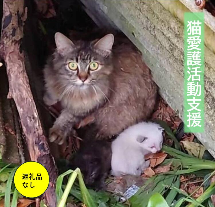 【ふるさと納税】＼返礼品なし／ 猫愛護活動支援 4000円～10000円 特定非営利活動法人　種子島 島neco会