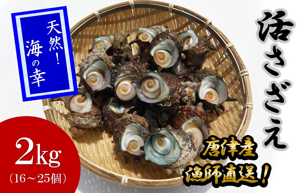 
            【セット】「活さざえ」2kg（16～25個）、さざえタレ
          