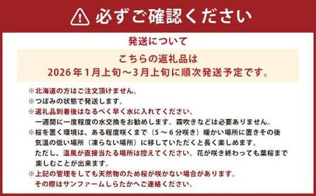 啓翁桜 ギフト 10本 1束 桜 さくら サクラ 花 植物 生花 切り花 インテリア 花見 【2026年1月上旬～3月上旬発送予定】