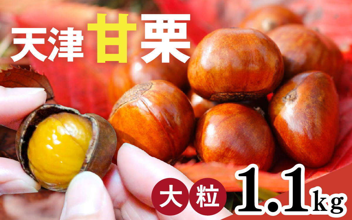 
            【レビューキャンペーン】【先行予約】 天津甘栗 1.1kg 【 2025年10月下旬より順次発送予定 】／ 焼きたて 栗 くり マロン 秋 おやつ 栗爪 殻付き お菓子 おつまみ 人気 高リピート 小分け 栗ご飯 栗きんとん 甘露煮 こだわり 手軽 おためし お試し
          