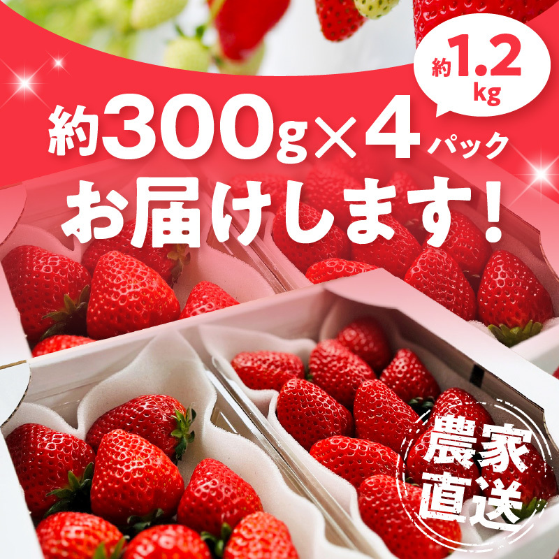 朝摘み 完熟 まりひめ いちご 約300g×4パック (合計約1,200g)_AB7335_イメージ4